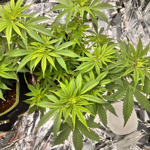 Pineapple Kush 🍍#01 growlog timeline photo