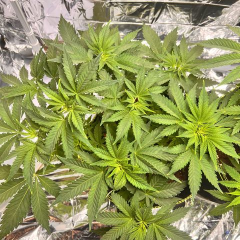 Pineapple kush 🍍#02 growlog timeline photo
