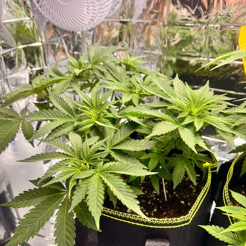 Pineapple kush 🍍#02 growlog timeline photo