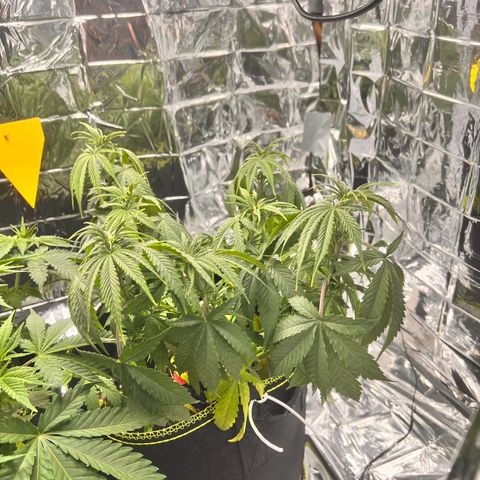 Pineapple Kush 🍍#01 growlog timeline photo
