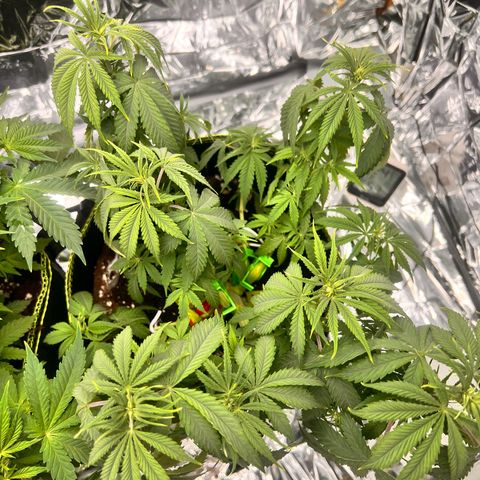 Pineapple Kush 🍍#01 growlog timeline photo