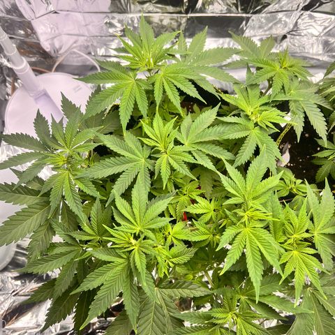 Pineapple kush 🍍#02 growlog timeline photo