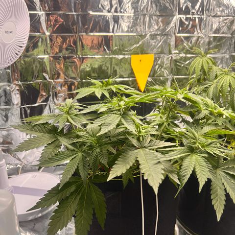 Pineapple kush 🍍#02 growlog timeline photo