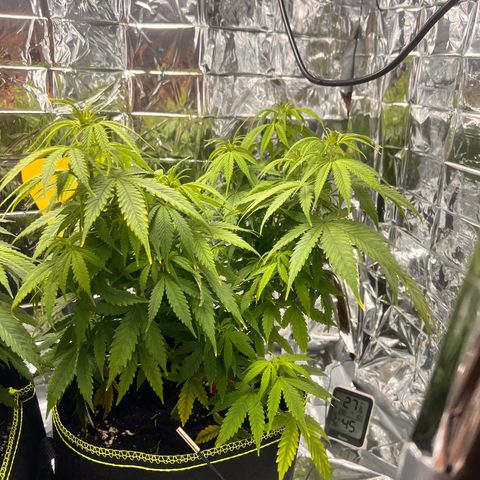 Pineapple Kush 🍍#01 growlog timeline photo