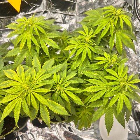 Pineapple Kush 🍍#01 growlog timeline photo