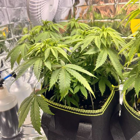 Pineapple kush 🍍#02 growlog timeline photo