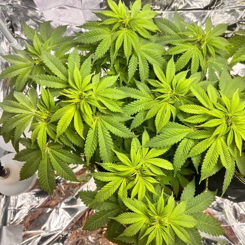 Pineapple kush 🍍#02 growlog timeline photo