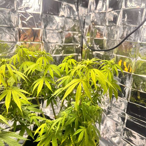 Pineapple Kush 🍍#01 growlog timeline photo