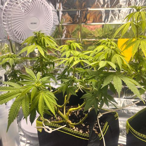Pineapple kush 🍍#02 growlog timeline photo