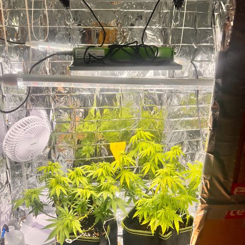 Pineapple kush 🍍#02 growlog timeline photo