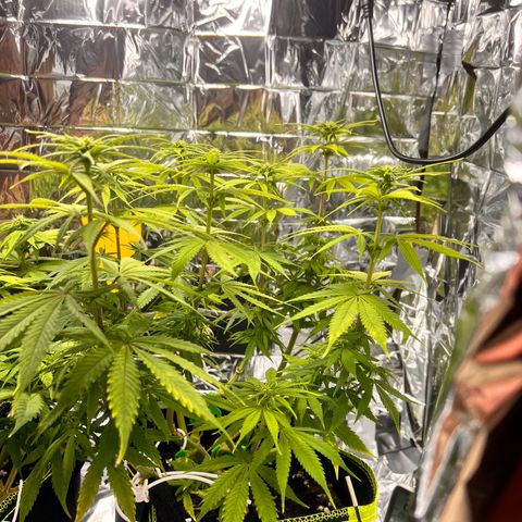 Pineapple Kush 🍍#01 growlog timeline photo