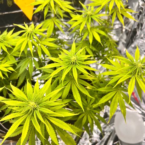 Pineapple Kush 🍍#01 growlog timeline photo