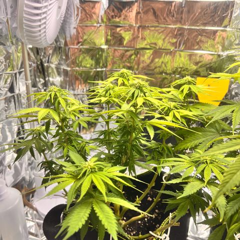 Pineapple kush 🍍#02 growlog timeline photo
