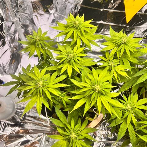 Pineapple kush 🍍#02 growlog timeline photo