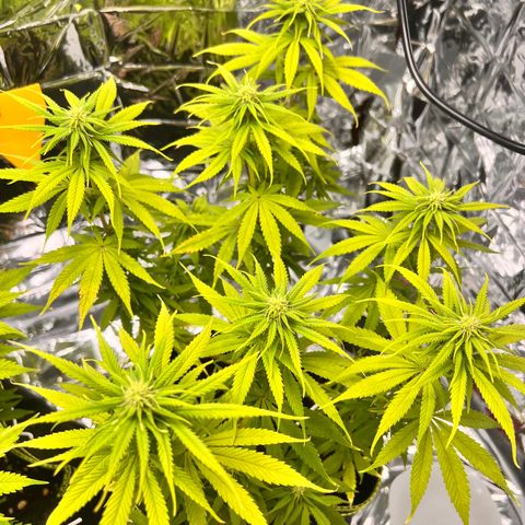 Pineapple Kush 🍍#01 growlog timeline photo