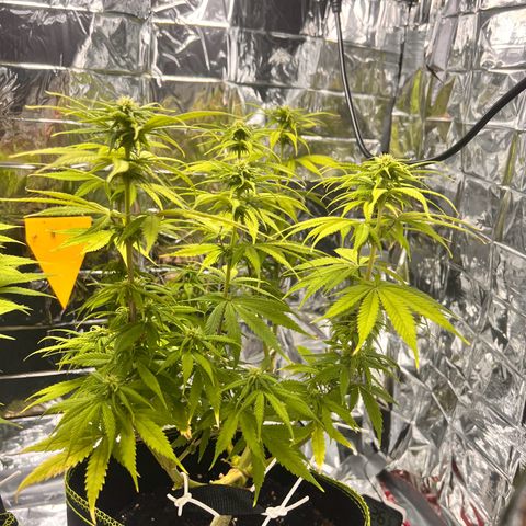 Pineapple Kush 🍍#01 growlog timeline photo