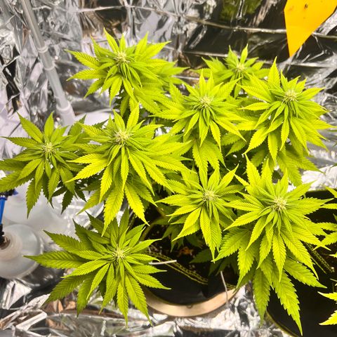 Pineapple kush 🍍#02 growlog timeline photo
