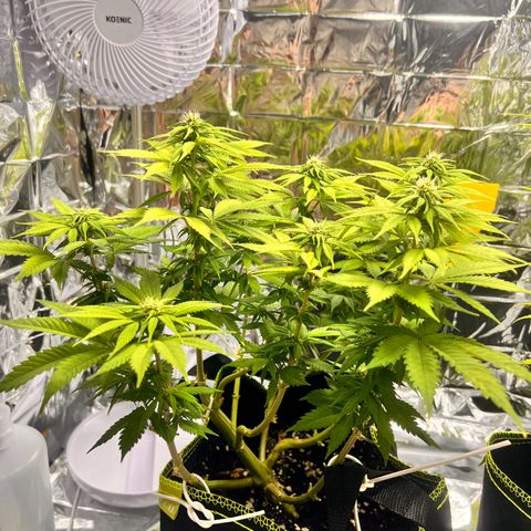 Pineapple kush 🍍#02 growlog timeline photo