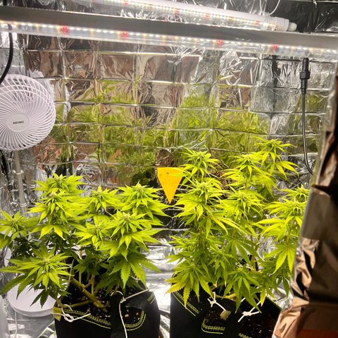 Pineapple Kush 🍍#01 growlog timeline photo