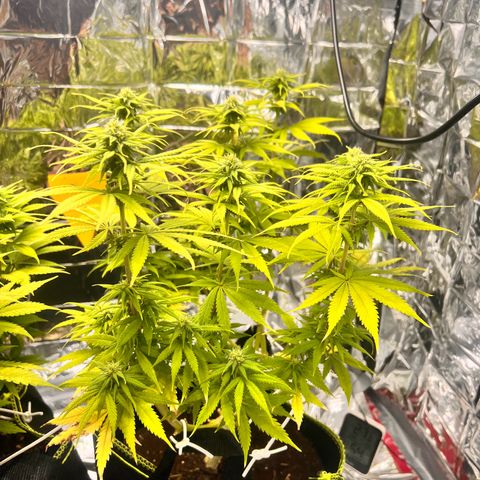 Pineapple Kush 🍍#01 growlog timeline photo