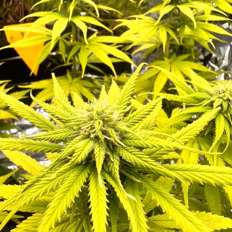 Pineapple Kush 🍍#01 growlog timeline photo