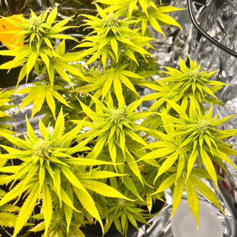 Pineapple Kush 🍍#01 growlog timeline photo