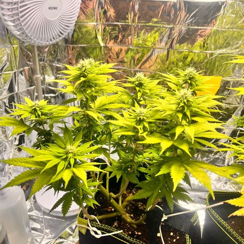 Pineapple kush 🍍#02 growlog timeline photo
