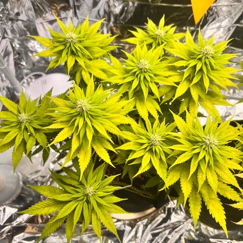 Pineapple kush 🍍#02 growlog timeline photo