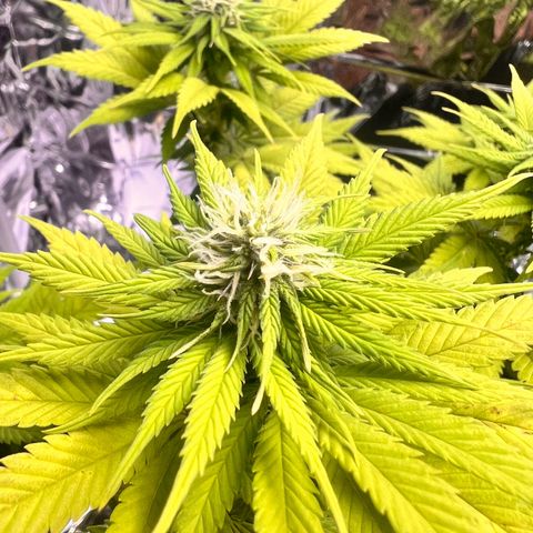 Pineapple kush 🍍#02 growlog timeline photo