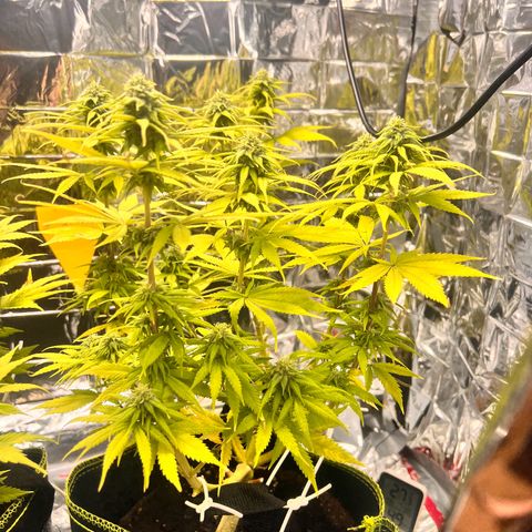 Pineapple Kush 🍍#01 growlog timeline photo