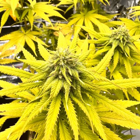 Pineapple Kush 🍍#01 growlog timeline photo