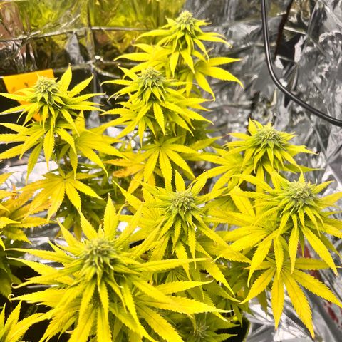 Pineapple Kush 🍍#01 growlog timeline photo