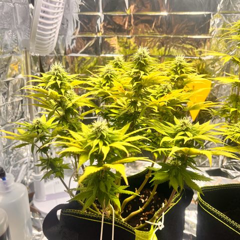 Pineapple kush 🍍#02 growlog timeline photo