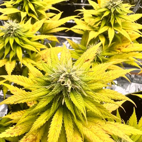 Pineapple kush 🍍#02 growlog timeline photo