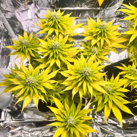Pineapple kush 🍍#02 growlog timeline photo