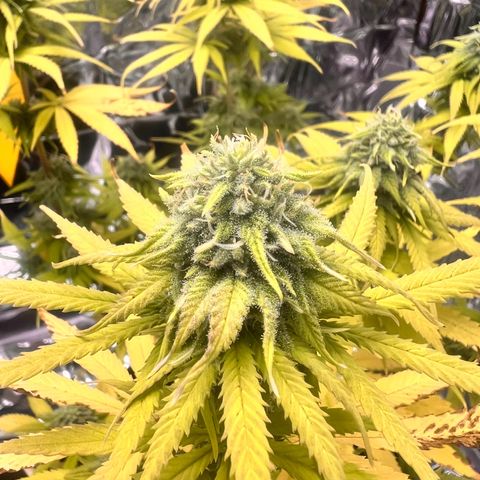 Pineapple Kush 🍍#01 growlog timeline photo