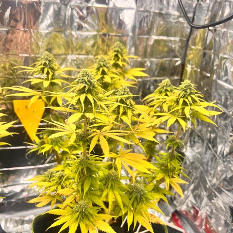 Pineapple Kush 🍍#01 growlog timeline photo