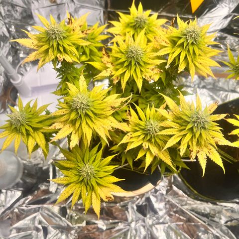 Pineapple kush 🍍#02 growlog timeline photo