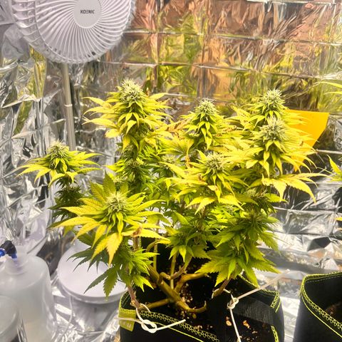 Pineapple kush 🍍#02 growlog timeline photo