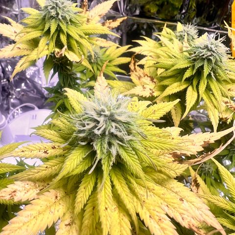 Pineapple kush 🍍#02 growlog timeline photo