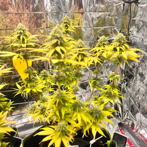 Pineapple Kush 🍍#01 growlog timeline photo