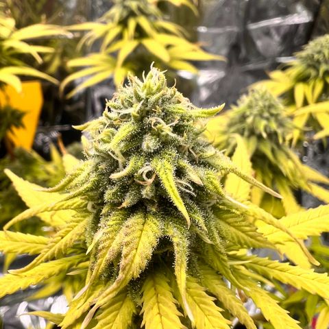 Pineapple Kush 🍍#01 growlog timeline photo