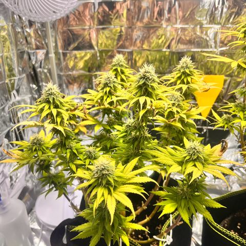 Pineapple kush 🍍#02 growlog timeline photo