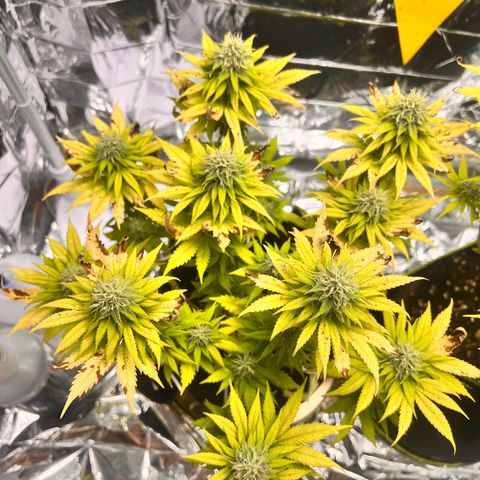Pineapple kush 🍍#02 growlog timeline photo
