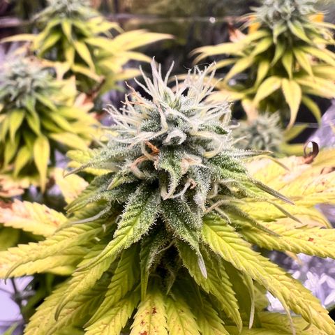 Pineapple kush 🍍#02 growlog timeline photo