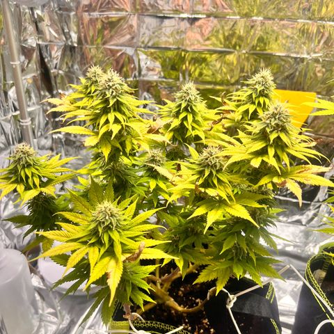 Pineapple kush 🍍#02 growlog timeline photo