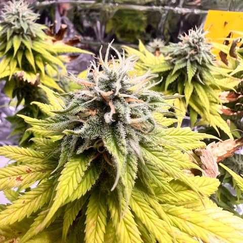 Pineapple kush 🍍#02 growlog timeline photo