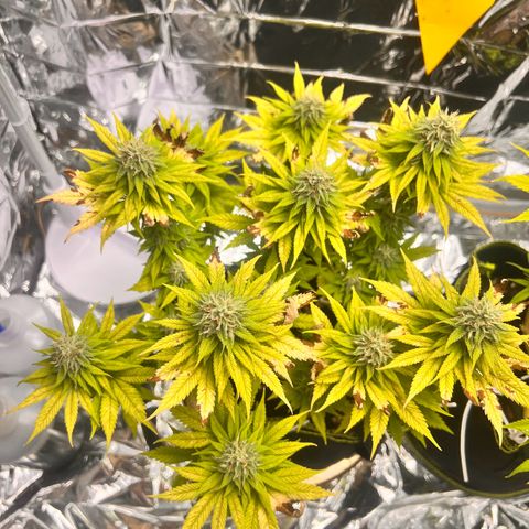Pineapple kush 🍍#02 growlog timeline photo