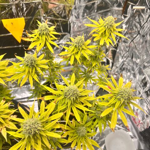 Pineapple Kush 🍍#01 growlog timeline photo