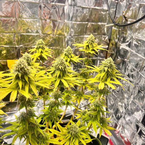 Pineapple Kush 🍍#01 growlog timeline photo